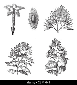 Old engraved illustration of three different species of Cinchona plant, 1,2) Flower and seed of Cinchona Calisaya, 3) Fruits of Cinchona Succirubra, 4,5) Flowering branches and Fruiting shoots of Cinchona officinalis are isolated on a white background. Dictionary of words and things - Larive and Fleury ? 1895 Stock Photo