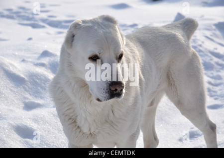 White Central Asian shepherd dog Stock Photo