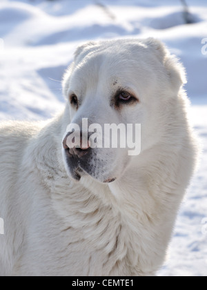 White Central Asian shepherd dog (Turkmen wolfhound) Stock Photo