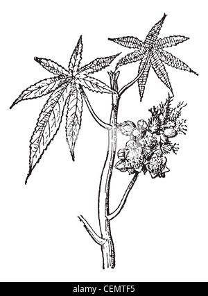 Castor common or Castor oil plant or Ricinus communis, vintage engraved illustration. Dictionary of words and things - Larive and Fleury - 1895. Stock Photo