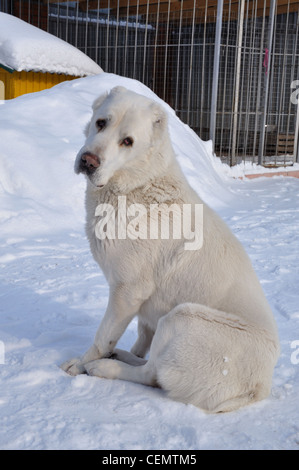 White Central Asian shepherd dog (Turkmen wolfhound) Stock Photo