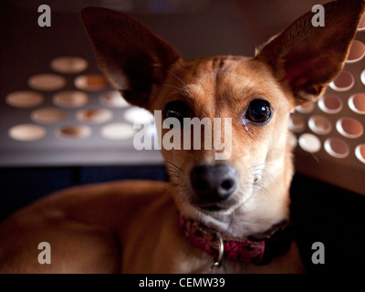 brown chiweenie puppy