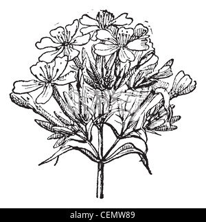 Old engraved illustration of Common Soapwort or Saponaria officinalis or Bouncing Bet or Sweet William or Soapwort, isolated on a white background. Dictionary of words and things - Larive and Fleury ? 1895 Stock Photo