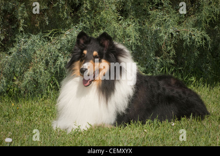 Rough tricolor collie lying down in grass Stock Photo