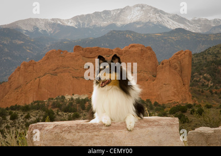 Rough tricolor collie lying on rock with Pike's Peak and Garden of the Gods in the background Stock Photo
