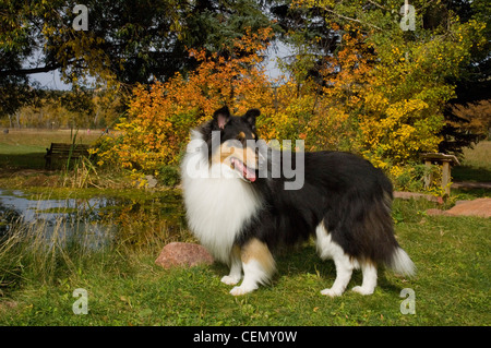 Rough tricolor collie standing by pond in autumn Stock Photo