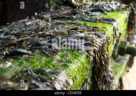 Spiral Wrack seaweed (Fucus spiralis) on concrete groin, Whitstable, Kent,UK Stock Photo