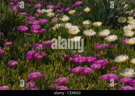 Delosperma cooperi,common names Trailing Iceplant or 'Pink Carpet' 'Beach Daisy' Stock Photo