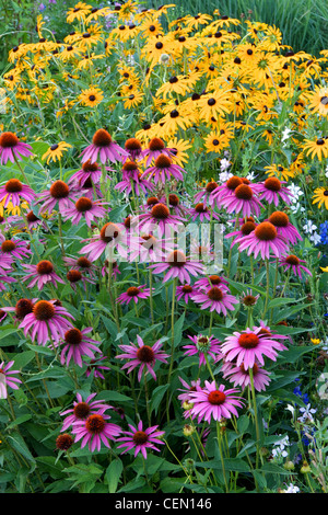 Purple coneflower and Black-Eyed Susan growing in combination. Stock Photo