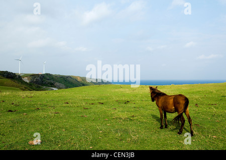 Yonaguni horse Stock Photo