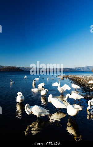 Swans at Lake Stock Photo