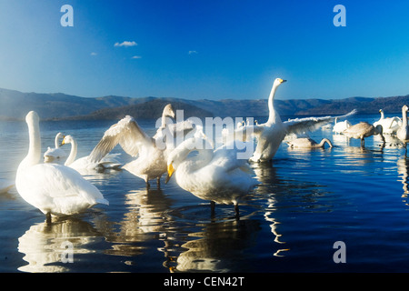 Swans at Lake Stock Photo