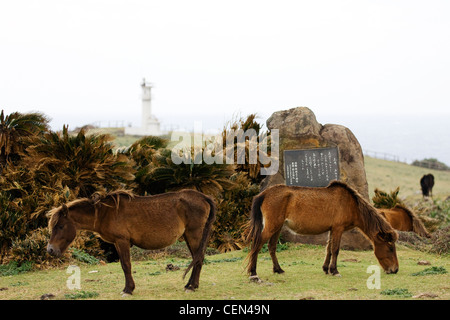 Yonaguni Horses Stock Photo