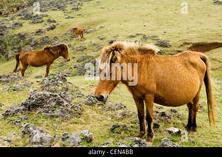 Yonaguni horses Stock Photo