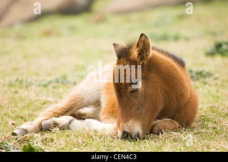 Yonaguni Foal Stock Photo