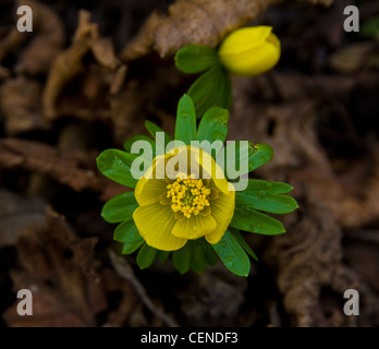 Bright yellow winter aconites (Eranthis) flowering on a mossy leaf-strewn woodland floor Stock Photo