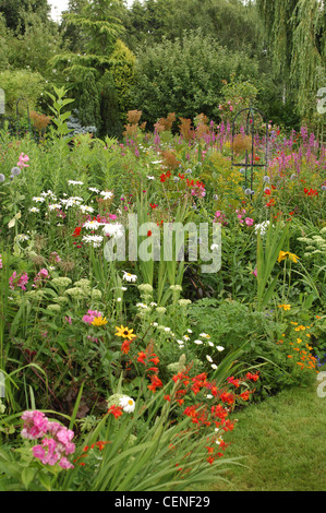 All Seasons Garden Mixed perennial border with Lythrums, white daisies, Echinops Stock Photo