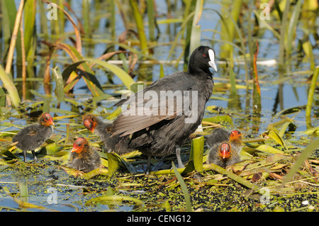 Eurasian Coot Fulica atra Adult with chicks Photographed in Victoria, Australia Stock Photo