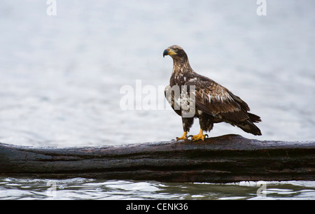 Immature Bald Eagle (Haliaeetus leucocephalus) pearched on a log along the Columbia River, Oregon, USA Stock Photo