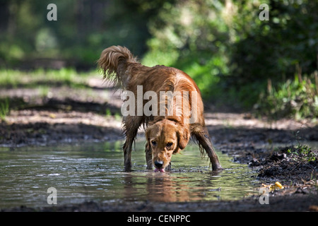 Thirsty Golden retriever dog drinking water from puddle on forest track, Belgium Stock Photo