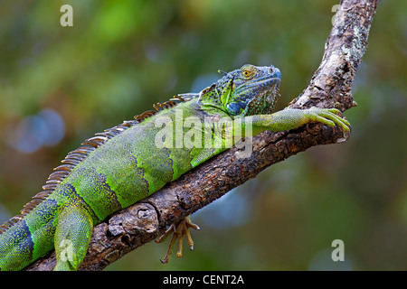 A green Iguana resting on a branch in Costa Rica Stock Photo