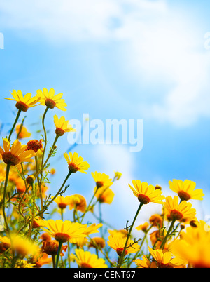 Flowers border, field of fresh yellow daisies over blue sky natural background Stock Photo