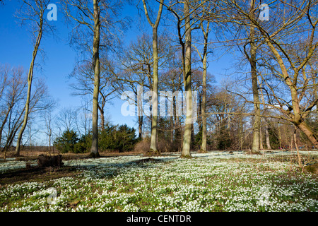 Snowdrops at the famous Hodsock Priory near Worksop Nottinghamshire England GB UK EU Europe