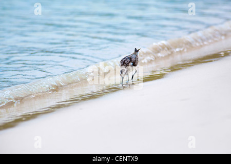 Mockingbird walking along the the beach, looking for food Stock Photo