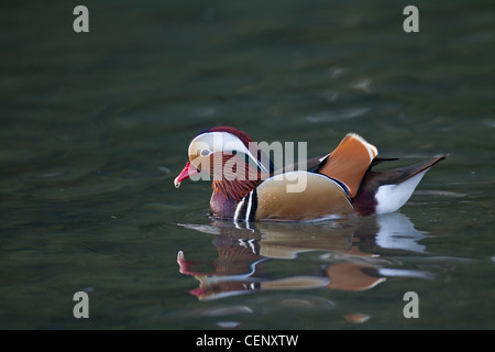 Mandarinente, Aix galericulata, mandarin duck Stock Photo