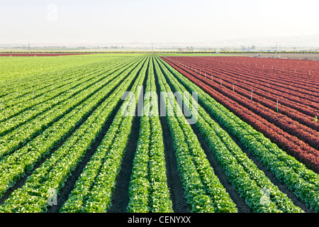 Rows of Romaine & Red Leaf Lettuce. Stock Photo