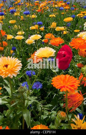 traditional english flowers planted in gardens of Souter Lighthouse, South Shields, Sunderland, England Stock Photo