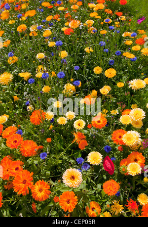 traditional english flowers planted in gardens of Souter Lighthouse, South Shields, Sunderland, England Stock Photo