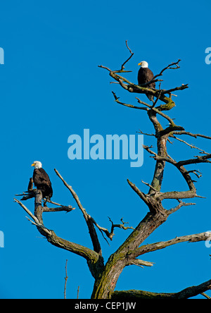 American Bald Eagles (Haliaeetus leucocephalus) on favourite tree lookout perch. SCO 80 28 Stock Photo