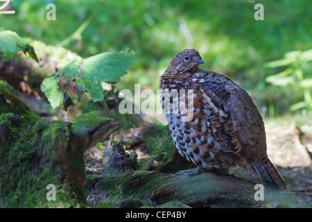 Haselhuhn Hazel Grouse Hazel Hen Tetrastes bonasia Stock Photo