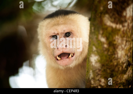 Growling White Capuchin monkey in Manuel Antonio National Park, in Costa Rica. Stock Photo