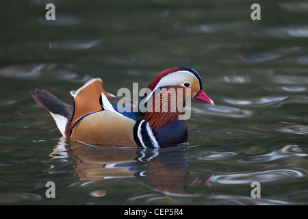 Mandarinente, Aix galericulata, mandarin duck Stock Photo