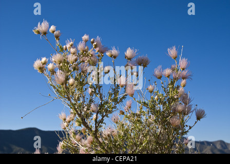 Apache Plume, (Fallugia paradoxa), Three Gun Canyon, Sandia Mountains, Bernalillio county, New Mexico, USA.