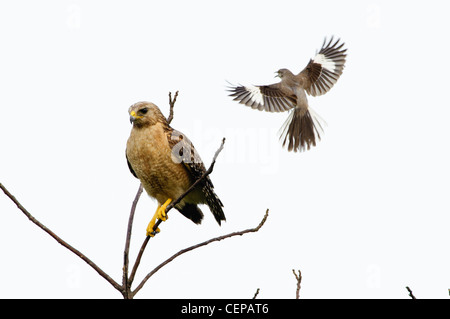 Red-shouldered Hawk being harassed by Northern Mockingbird, Paynes Prairie State Preserve, Gainesville, Florida Stock Photo