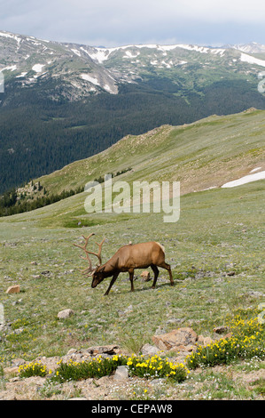 Bull Elk foraging in alpine tundra, Rocky Mountain National Park, Estes Park, Colorado Stock Photo