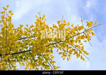 Yellow autumn leaves on Ginkgo biloba tree with blue sky background Stock Photo