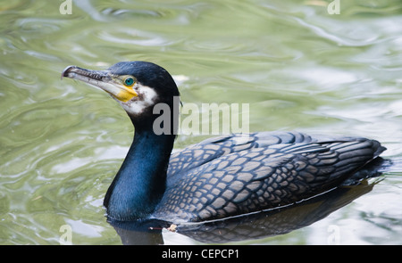 Great cormorant or Phalacrocorax carbo swimming around after catching fish Stock Photo