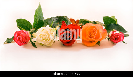 Five colorful half open roses in a row on white background Stock Photo