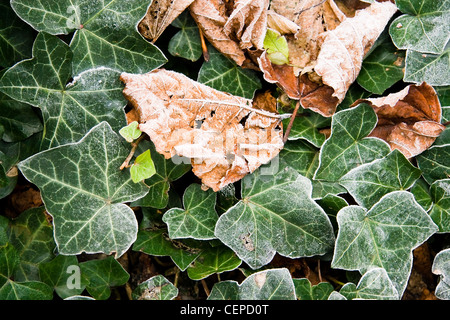 Common Ivy and fallen frosted leaves in winter Stock Photo