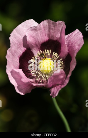 flower from Papaver somniferum or Opium poppy Stock Photo