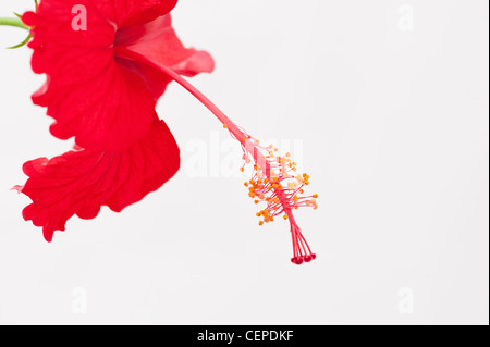 Hibiscus Rosa Sinensis. Red Hibiscus flower on white background Stock Photo