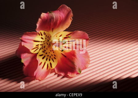 Closeup image of colorful flower on crinkled background Stock Photo