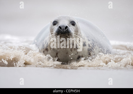 Grey Seal (Halichoerus grypus) playing in the waves, Donna Nook , Lincolnshire, UK