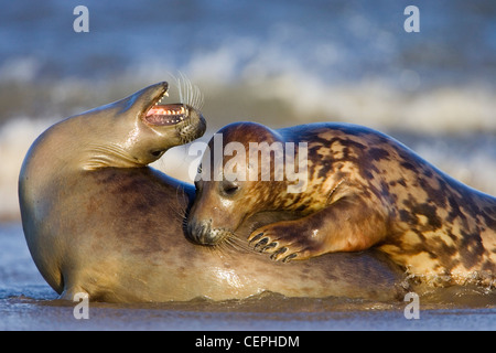 Grey Seals playing in on the beach, Donna Nook, Lincolnshire, UK Stock Photo
