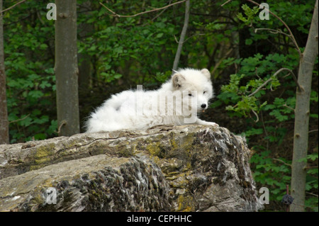 a Arctic Fox resting on rock formation in front of forest back Stock Photo