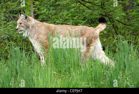 sideways shot of a Eurasian Lynx partly hidden by green grass in front of forest back Stock Photo